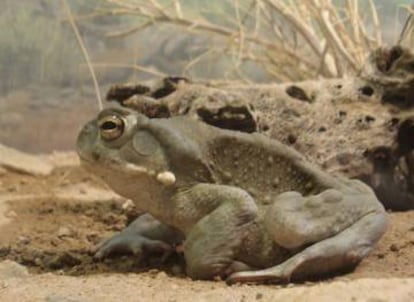 Bufo alvarius