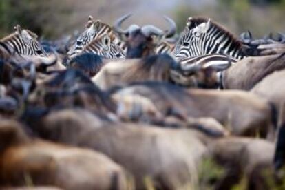 Cebras y ñus durante la gran migración anual del Serengeti, en Tanzania.