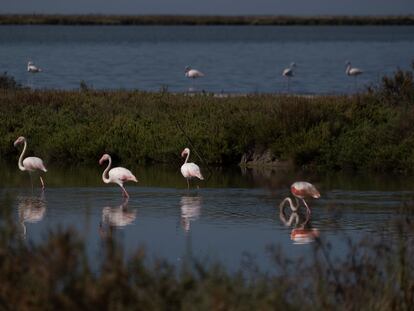 Entorno del Parque de Doñana.