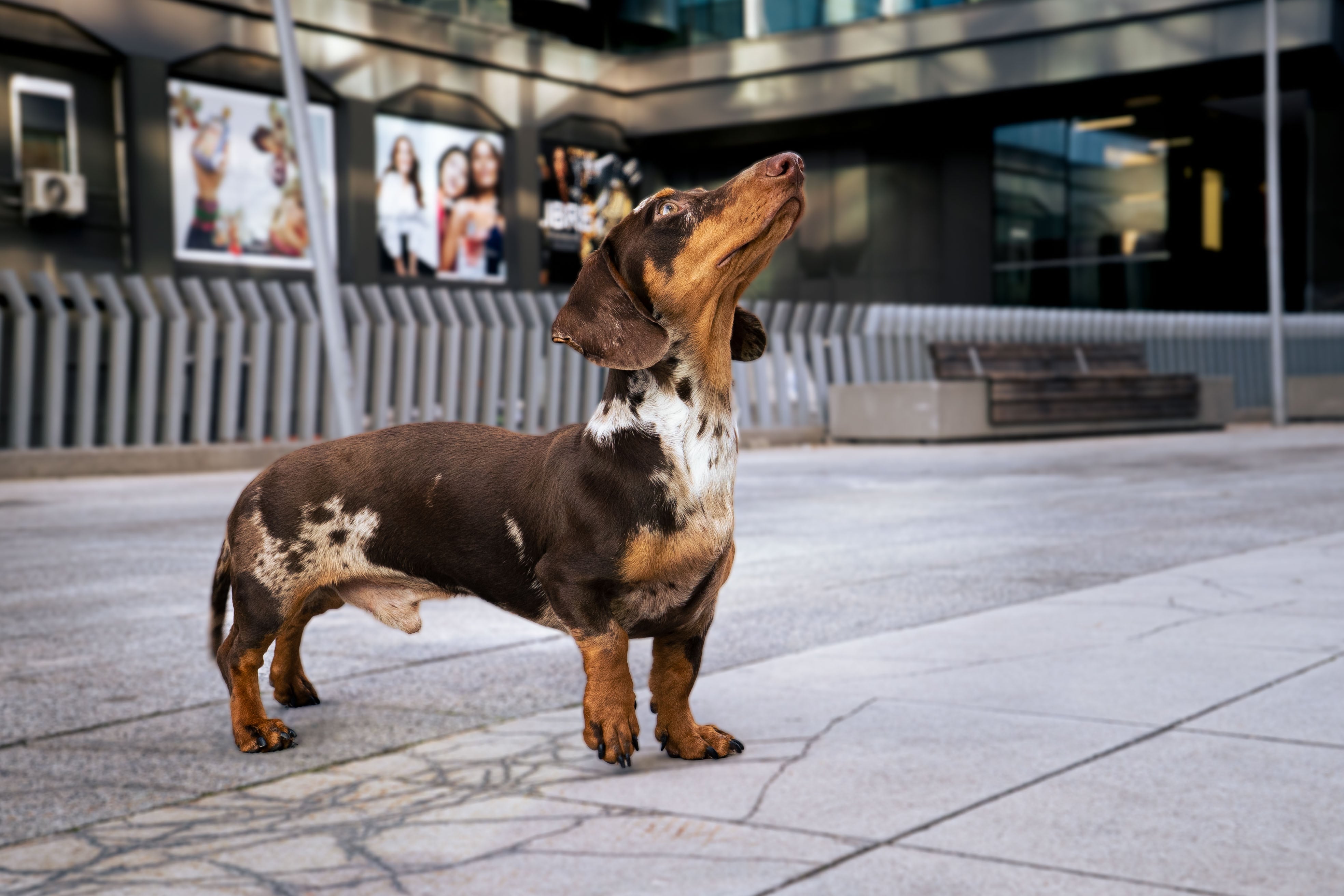 'Clark', de 11 meses, lleva desde cachorro yendo a peluquería canina.