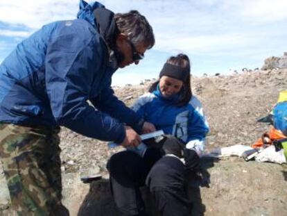 Andrés Barbosa y Ana Machado, tomando datos de pingüinos en la Antártida.