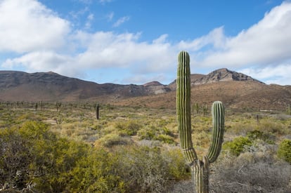 La isla del Espíritu Santo, en el golfo de California, es el lugar perfecto para que los amantes del ecoturismo se pierdan. Un trozo de tierra completamente deshabitado y que tiene el estatus de reserva de la biosfera, un lugar al que llevarse el móvil solo para sacar fotos.