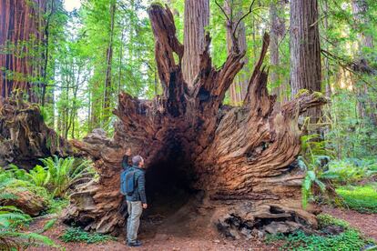 Parque Estatal de Jedediah Smith. Muchas rutas se adentran en ellos en medio del silencio sepulcral que reina bajo estos gigantes que llevan 2.000 años en pie.