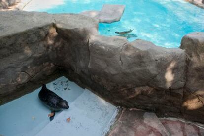 Herc, tratada con Valium, descansa apartada del grupo de focas en el zoo de Barcelona.
