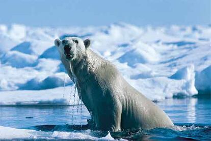 Oso polar tras un baño helado en busca de un bocado.