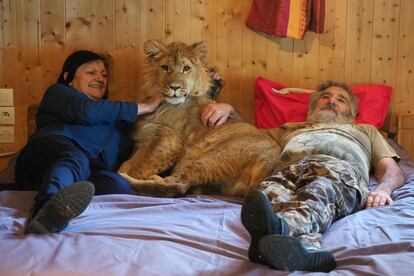 Simba, un león de nueve meses, posa en la habitación de Dominique y Juliette Cases, propietarios de un pequeño zoológico privado en Casteil (Francia), el 27 de abril de 2018.