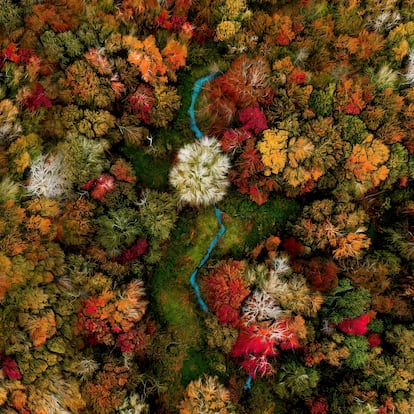 'Vibrant Speckled Way' (vibrante camino moteado), obra de Joanna Steidle reseñada en la categoría de fotografía abstracta, muestra el esplendor de la otoñada en los bosques caducifolios de Southampton, en el Estado de Nueva York (EE UU).