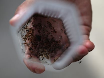 Un trabajador de salud muestra mosquitos infectados con la bacteria  Wolbachia en Río de Janeiro, Brasil, el 2 de abril 2024.