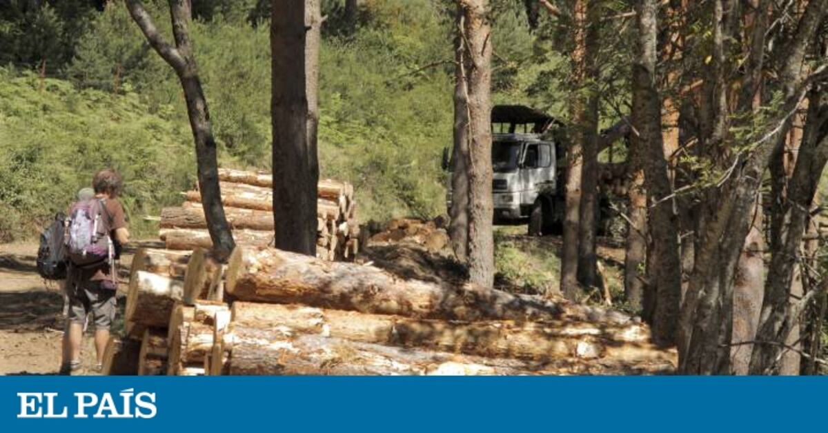 Ecologistas en Acción pide la paralización de una tala de 14.000 pinos ...