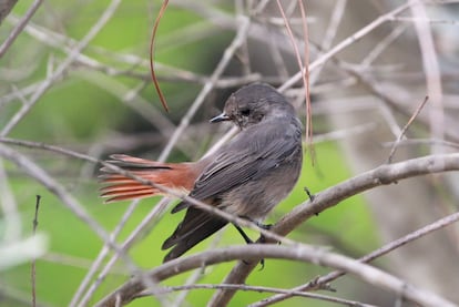 Colirrojo tizón, 'Phoenicurus ochruros' se alimenta de insectos, bayas y semillas que recoge en el suelo. Vive en jardines de pueblos y ciudades de Europa, salvo en Islandia. De color negro, los machos poseen una cola de tono rojizo y su voz es un reclamo inconfundible.