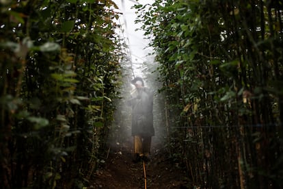Fumigación de una plantación de rosas, en Guerrero.