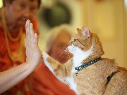 Los amantes de los gatos son más cultos que los de los perros (según Facebook)