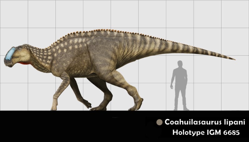 Así es el ‘Coahuilasaurus lipani’, la nueva especie de dinosaurio hallada en el norte de México 