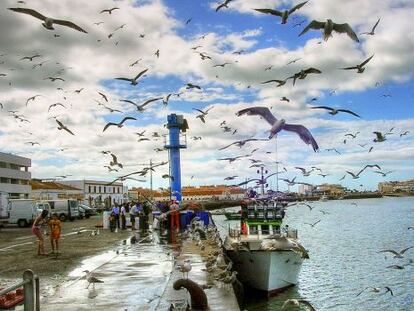 Gaviotas sobrevolando el puerto pesquero de Isla Cristina, en Huelva. 