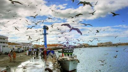 Gaviotas sobrevolando el puerto pesquero de Isla Cristina, en Huelva.