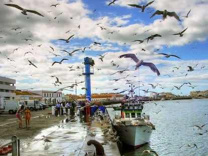 Gaviotas sobrevolando el puerto pesquero de Isla Cristina, en Huelva. 