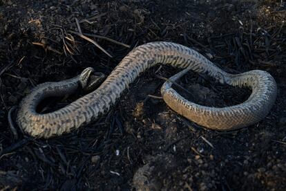 Una serpiente yace muerta en el suelo de un humedal.