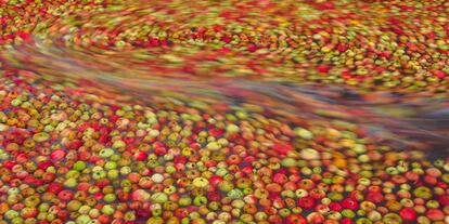 Lavado de manzanas para la elaboracin de sidra.