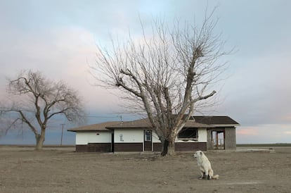 Un perro abandonado en las inmediaciones de una granja deshabitada cerca de Bakersfield (California).