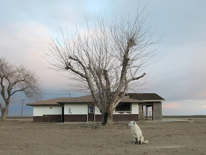 Un perro abandonado en las inmediaciones de una granja deshabitada cerca de Bakersfield (California).