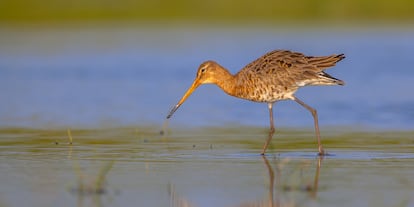 aves peligro de extinción españa