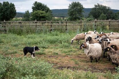 Lur, perra pastor, junto con el rebaño de ovejas que guía, en la zona de Madarcos (Sierra Norte de Madrid).