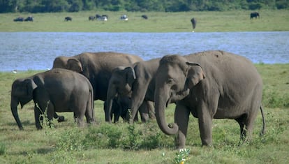 Elefantes en el Parque Nacional Kaudulla, Sri Lanka.