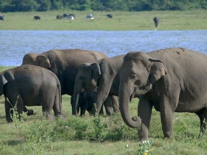 Elefantes en el Parque Nacional Kaudulla, Sri Lanka.