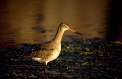 Una aguja colinegra (Limosa limosa), en las marismas de Santoña.