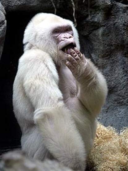 Copito de Nieve, en su jaula del zoo de Barcelona.