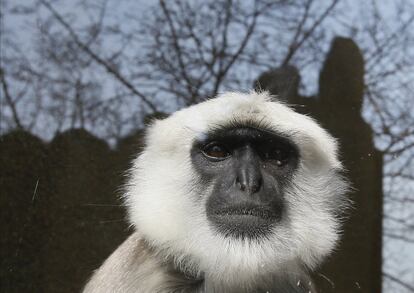 Un primate Hanuman en el zoológico de Londres.