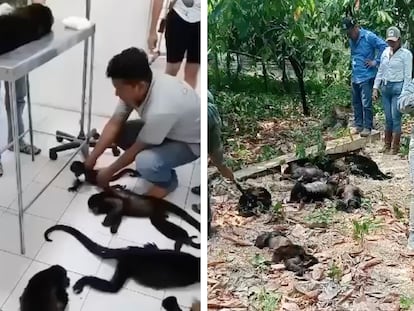 Escenas de los monos fallecidos en Tabasco en mayo 2024 compartirdas en redes sociales.