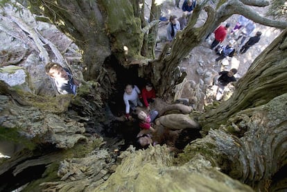 Visitors inside the trunk of the Barondillo yew tree before a protective wall was erected.