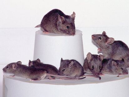 Ratones clonados por investigadores de la Universidad de Hawai (EE UU).