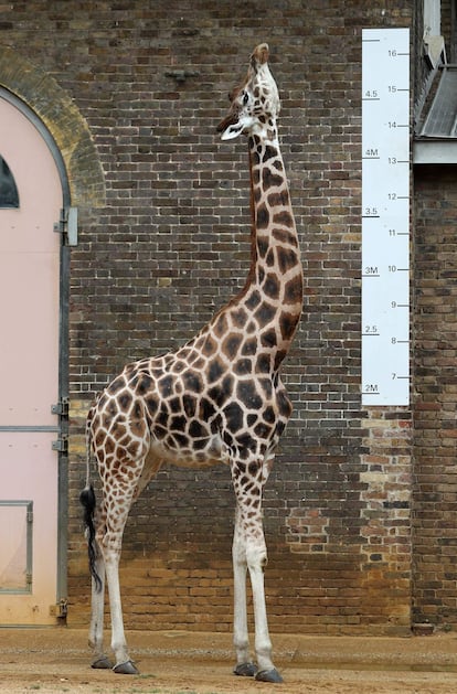 Una jirafa se encuentra junto a una escala de medición durante una sesión de fotos en el zoológico de Londres, para promover el evento de pesaje anual del zoológico.