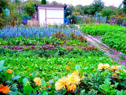 El Jardín compartido: ¡A las hierbas, ciudadanos!