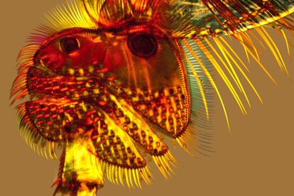 Micrografía con luz polarizada de los retoños que se encuentran en el tarso de la pata delantera de los grandes escarabajos zambullidores ('Dytiscus marginalis'). Sirven para que el macho y la hembra se unan durante el apareamiento.