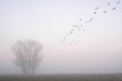 Una bandada de grullas sobrevuela la laguna de Gallocanta (Aragón) en una mañana de niebla. Febrero de 2020.<br><br>Carlos Pérez Naval le regalaron su primera cámara con cuatro años. Era una compacta con forma de champiñón. <i>“Con ella me agachaba y fotografiaba plantas, insectos, lo que pillara”.</i> Seguía el ejemplo de su padre, Rodrigo, aficionado a la fotografía y, como su madre, Eva, profesor de secundaria. Ellos cultivaron en Carlos el gusto por la naturaleza, y su pueblo, Calamocha (provincia de Teruel), rodeado de campo, fue un lugar idóneo para que creciese saliendo a dar paseos con sus sucesivas cámaras, cada vez menos parecidas a un humilde champiñón. En 2012 ganaba su primer premio, categoría escolar primaria del concurso de fotografía de Villarquemado. En 2013 recibía cuatro distinciones, incluido un primer premio en Francia. En 2014, con nueve años, se convertía en el ganador más joven del prestigioso Young Wildlife Photographer of the Year.<br>