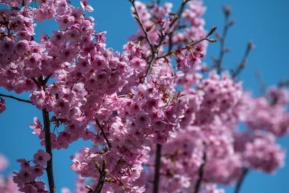 En la imagen, el cerezo en flor en el parque Chidorigafuchi de Tokio (Japón), el 25 de marzo de 2018.