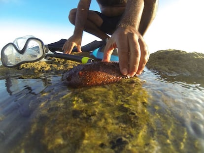 Un pepino de mar en una playa de Cádiz.