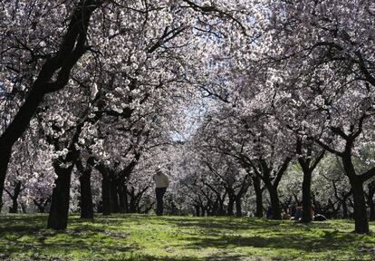 Almendros en flor en la Quinta de los Molinos, en Madrid. 