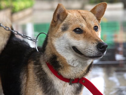 Por qué esta ONG animalista ha conquistado al mundo desde Madrid