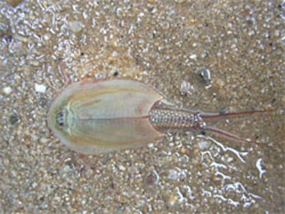 Triops Cancriformis