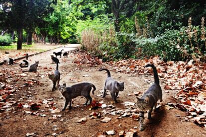 Las siluetas gatunas pueden verse por todas partes y son varios los establecimientos que tienen al animal como emblema.