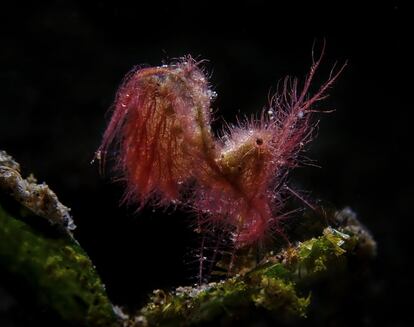 Camarões peludos fotografados em Anilao, nas Filipinas.