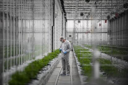 Un trabajador inspecciona las plantas de cannabis en un invernadero de la empresa canadiense de Tilray, en Cantanhede (Portugal). 