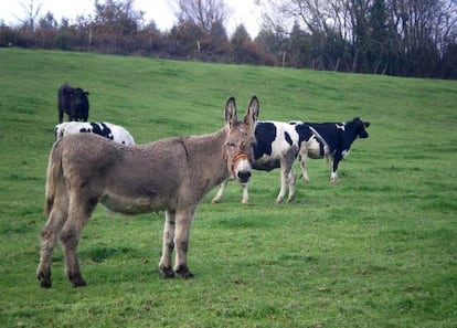 Una de las burras de la granja de Xanceda, junto a las vacas a las que protege.