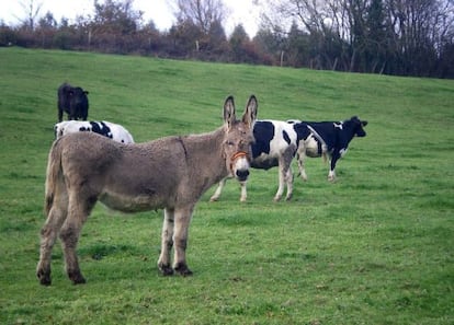 Una de las burras de la granja de Xanceda, junto a las vacas a las que protege. 