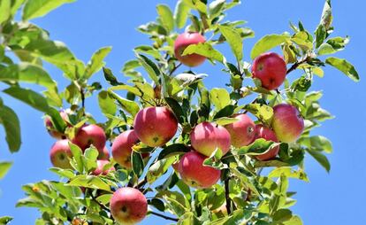 El bosque produjo el año pasado 57 variedades vegetales, entre las que se cuentan las manzanas