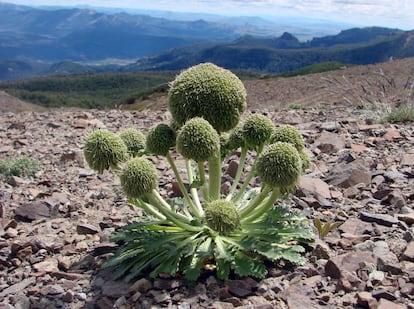 Outra espécie que pertence à família 'Bromeliaceae' e é encontrada no Cone Sul é a 'Nastanthus patagonicus'.